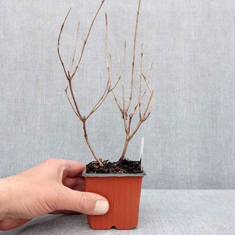 Example of Rispenhortensie Magical Fire - Hydrangea paniculata Kleine Töpfe von 8/9 cm as you get in printemps