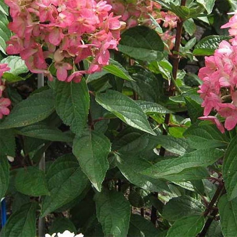 Rispenhortensie Magical Vesuvio - Hydrangea paniculata (Foliage)