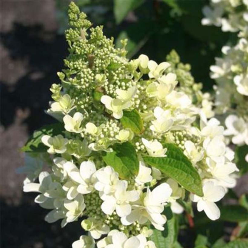 Rispenhortensie Magical Vesuvio - Hydrangea paniculata (Flowering)