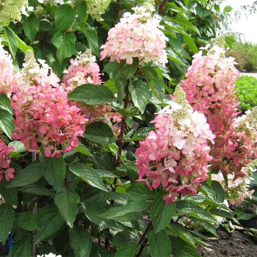 Rispenhortensie Magical Vesuvio - Hydrangea paniculata (Plant habit)
