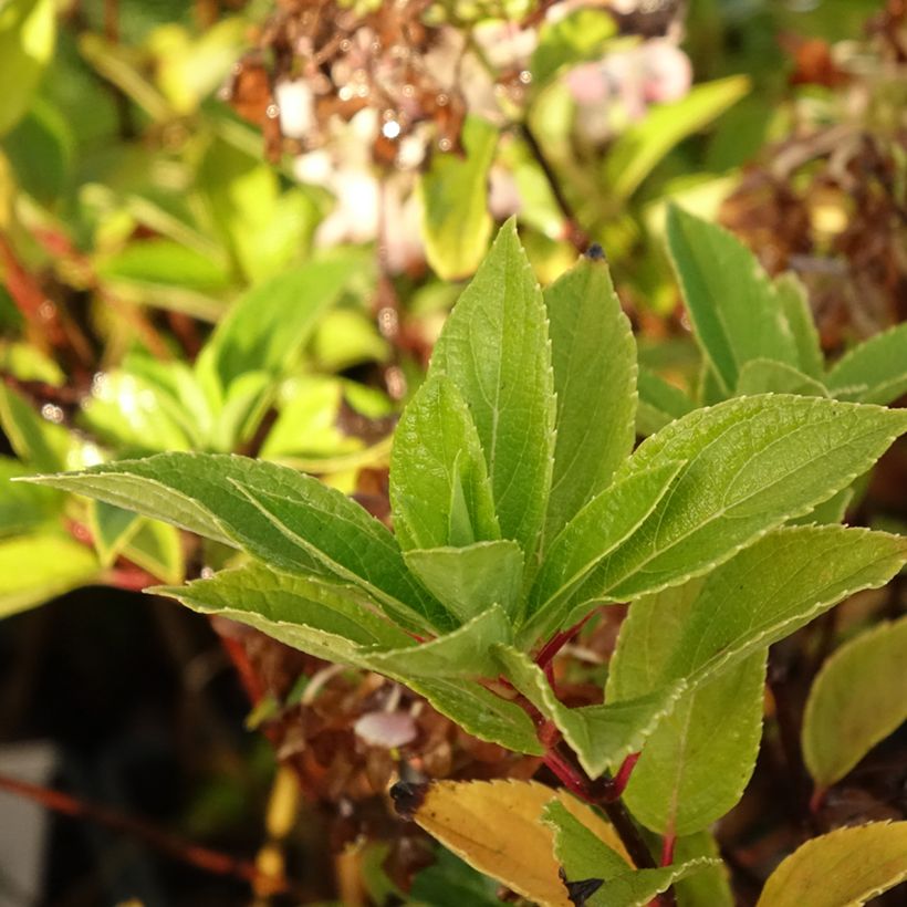 Rispenhortensie Mojito - Hydrangea paniculata (Foliage)
