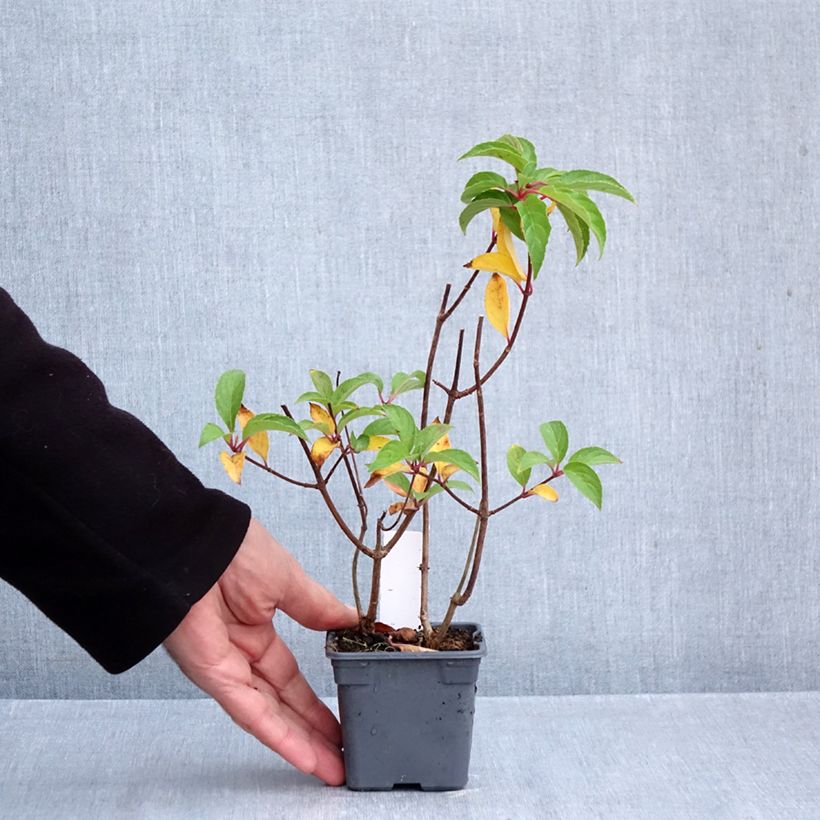 Exemplar von Rispenhortensie Mojito - Hydrangea paniculata Kleine Töpfe von 8/9 cm wie im Herbst geliefert