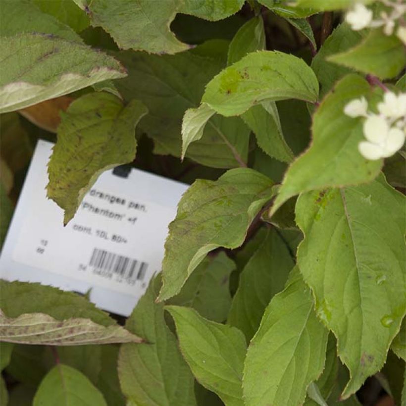 Rispenhortensie Phantom - Hydrangea paniculata (Foliage)