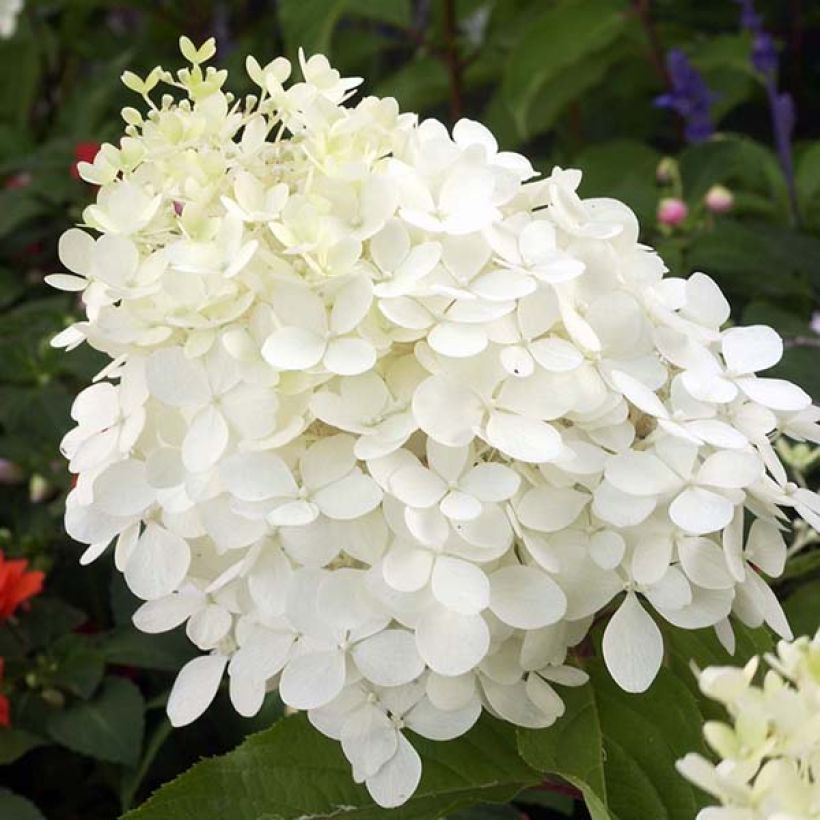 Rispenhortensie Phantom - Hydrangea paniculata (Flowering)