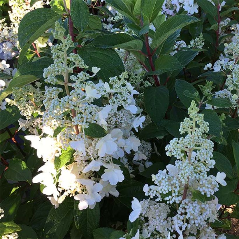 Rispenhortensie Pinky Winky - Hydrangea paniculata (Flowering)
