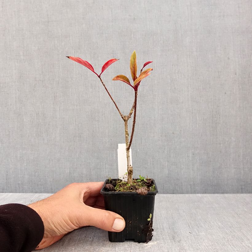 Exemplar von Rispenhortensie Pinky Winky - Hydrangea paniculata Kleine Töpfe von 8/9 cm wie im Herbst geliefert