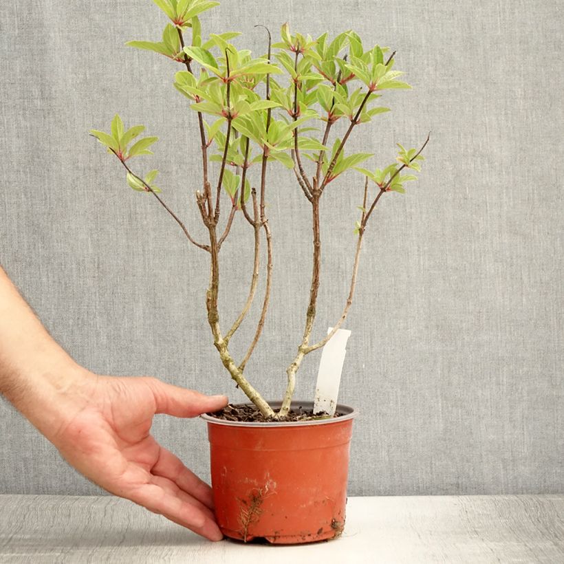 Example of Rispenhortensie Pinky Winky - Hydrangea paniculata Kleine Töpfe von 8/9 cm as you get in ete