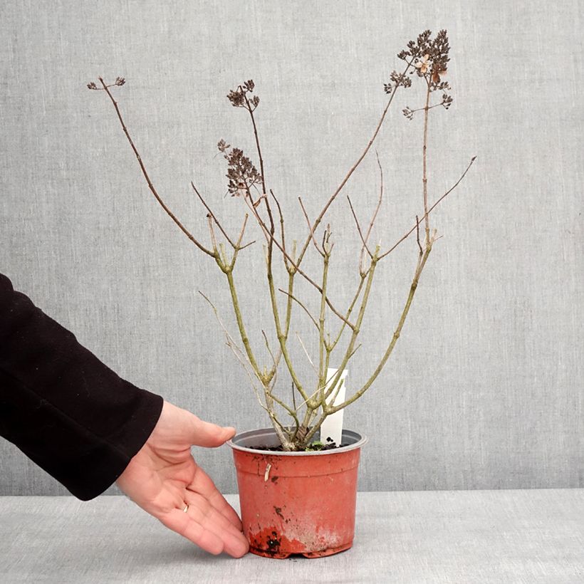 Exemplar von Rispenhortensie Pinky Winky - Hydrangea paniculata Kleine Töpfe von 8/9 cm wie im Winter geliefert