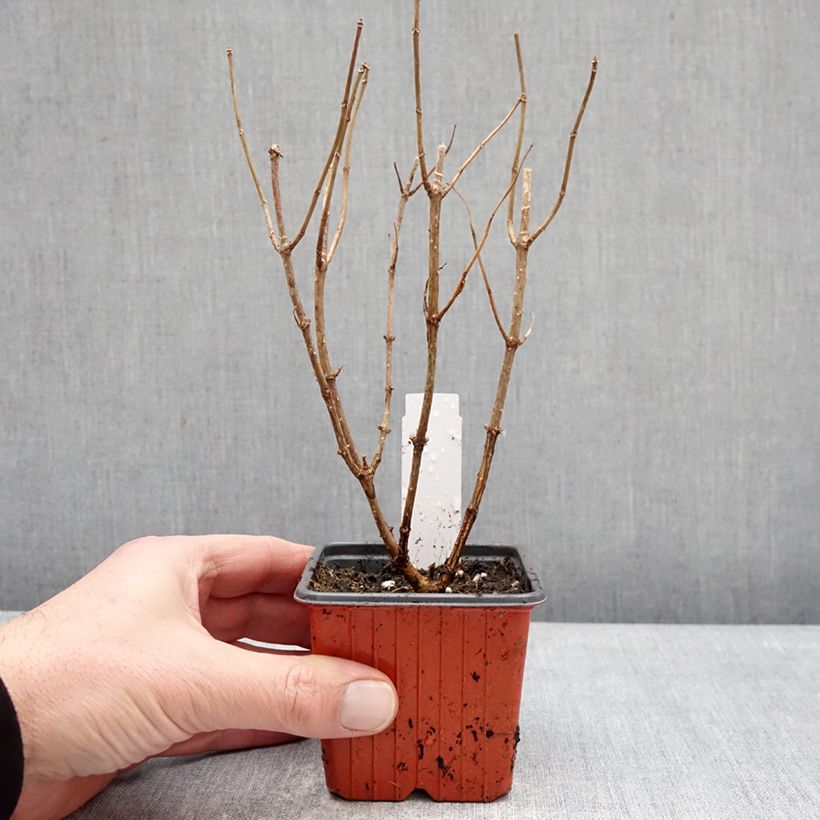 Exemplar von Hydrangea paniculata Pixio - Hortensia paniculé nain Topf 12 cm / 13 cm wie im Winter geliefert