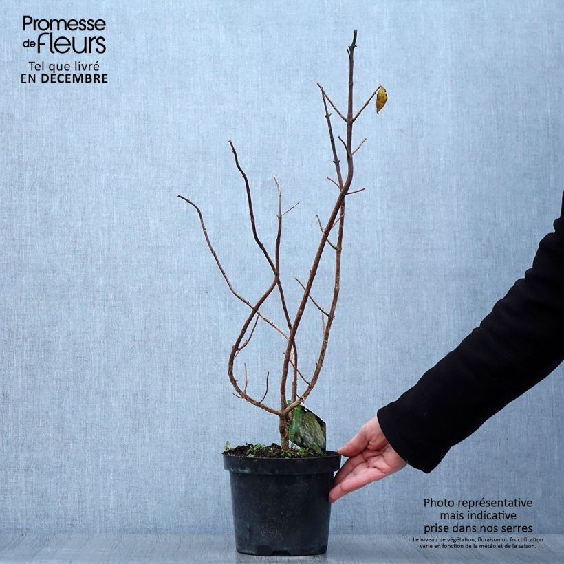 Example of Rispenhortensie Polar Bear - Hydrangea paniculata Topf mit 2L/3L as you get in automne