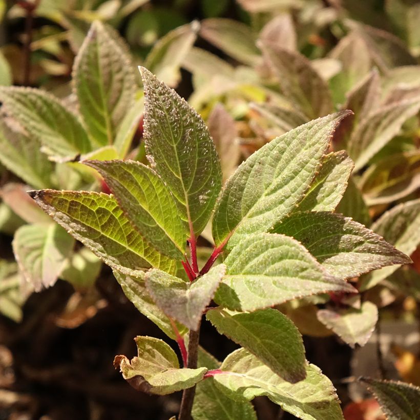 Rispenhortensie Switch Ophelia - Hydrangea paniculata (Foliage)