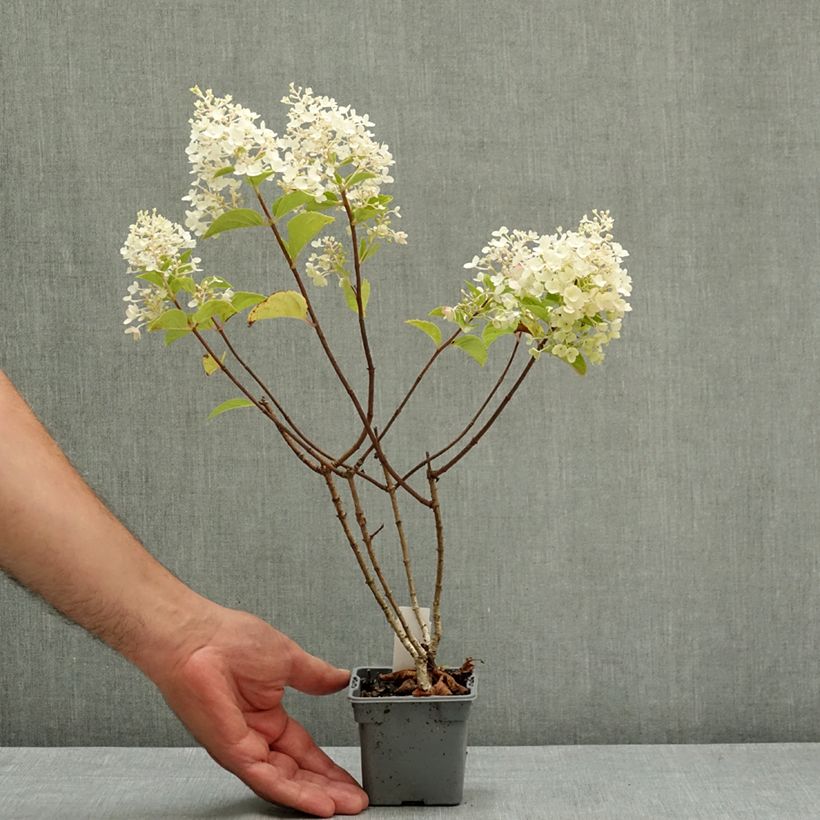 Exemplar von Hydrangea paniculata Silver Dollar - Hortensia paniculé Godet de 8/9 cm wie im Sommer geliefert