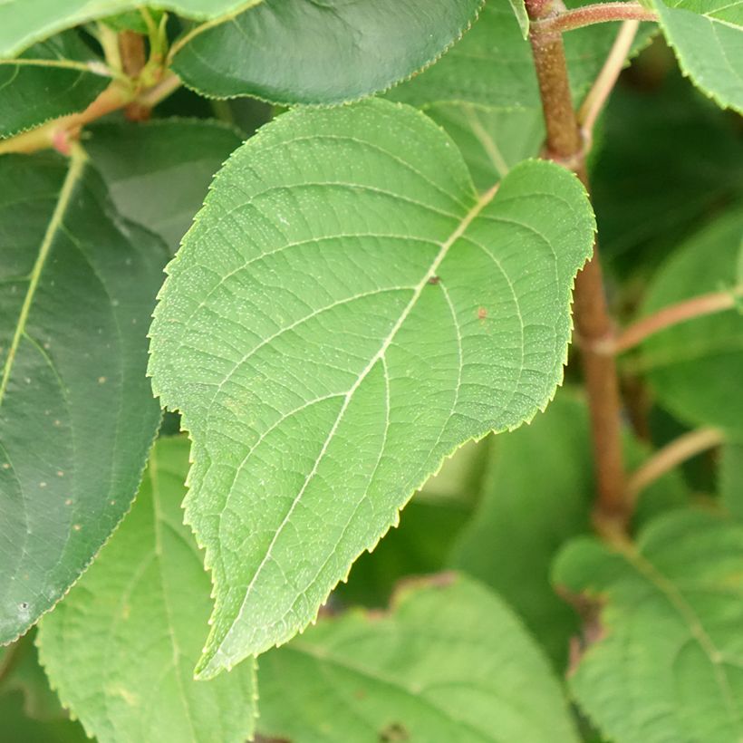 Rispenhortensie Silver Dollar - Hydrangea paniculata (Laub)