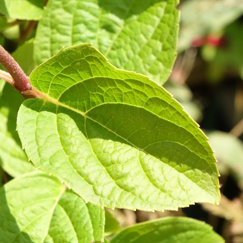 Rispenhortensie Silver Dollar - Hydrangea paniculata (Foliage)