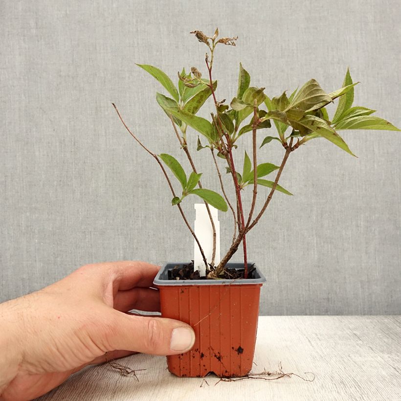 Example of Rispenhortensie Skyfall - Hydrangea paniculata Kleine Töpfe von 8/9 cm as you get in printemps