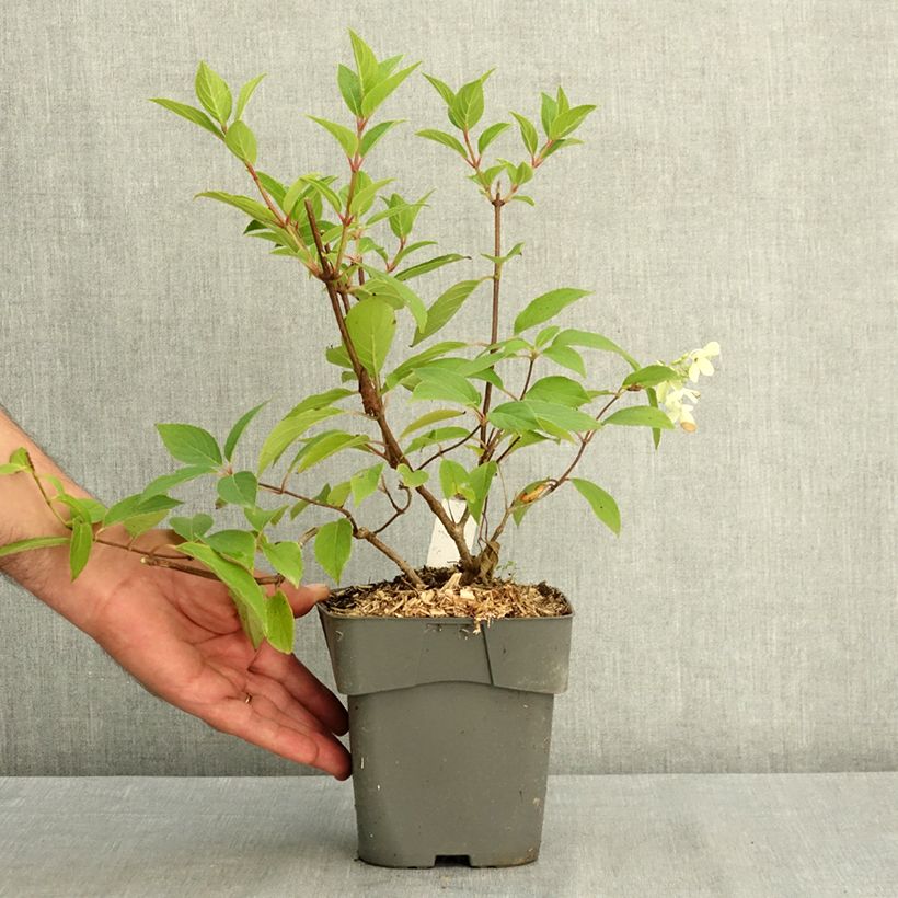 Exemplar von Rispenhortensie Skyfall - Hydrangea paniculata Topf mit 2L/3L wie im Sommer geliefert