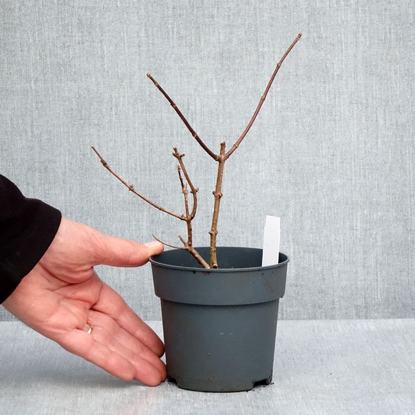 Exemplar von Rispenhortensie Sundae Fraise - Hydrangea paniculata Kleine Töpfe von 8/9 cm wie im Frühjahr geliefert