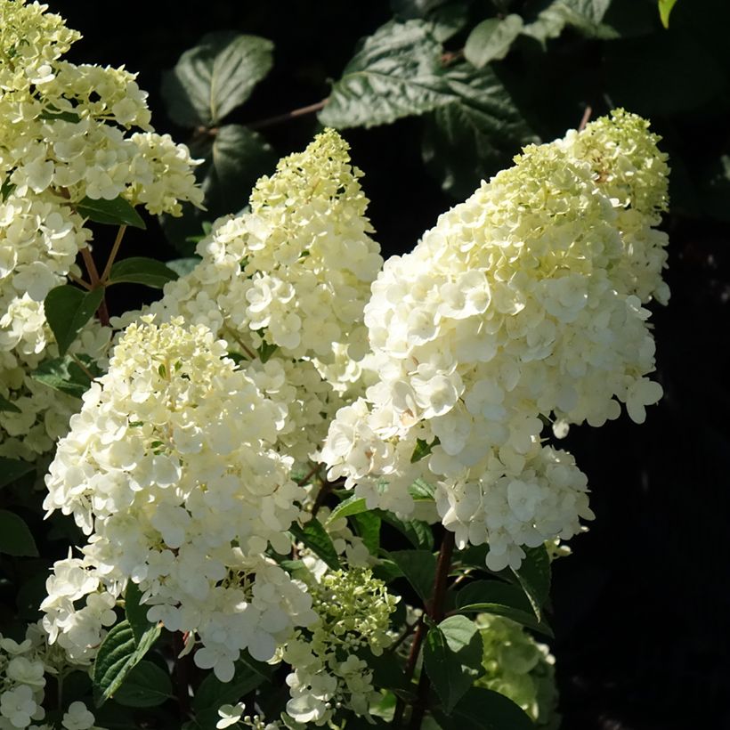 Rispenhortensie Sundae Fraise - Hydrangea paniculata (Flowering)