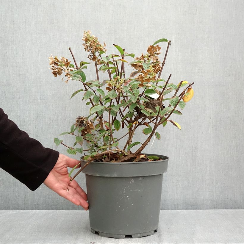 Exemplar von Rispenhortensie Sundae Fraise - Hydrangea paniculata Topf mit 7,5L/10L wie im Herbst geliefert