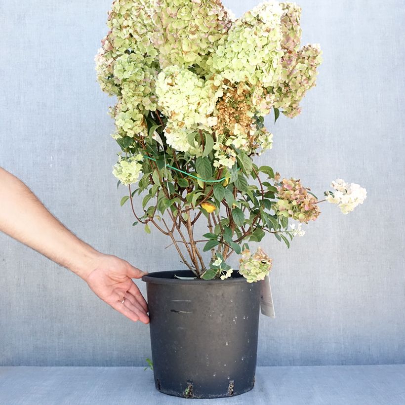 Example of Rispenhortensie Sundae Fraise - Hydrangea paniculata Topf mit 7,5L/10L as you get in ete