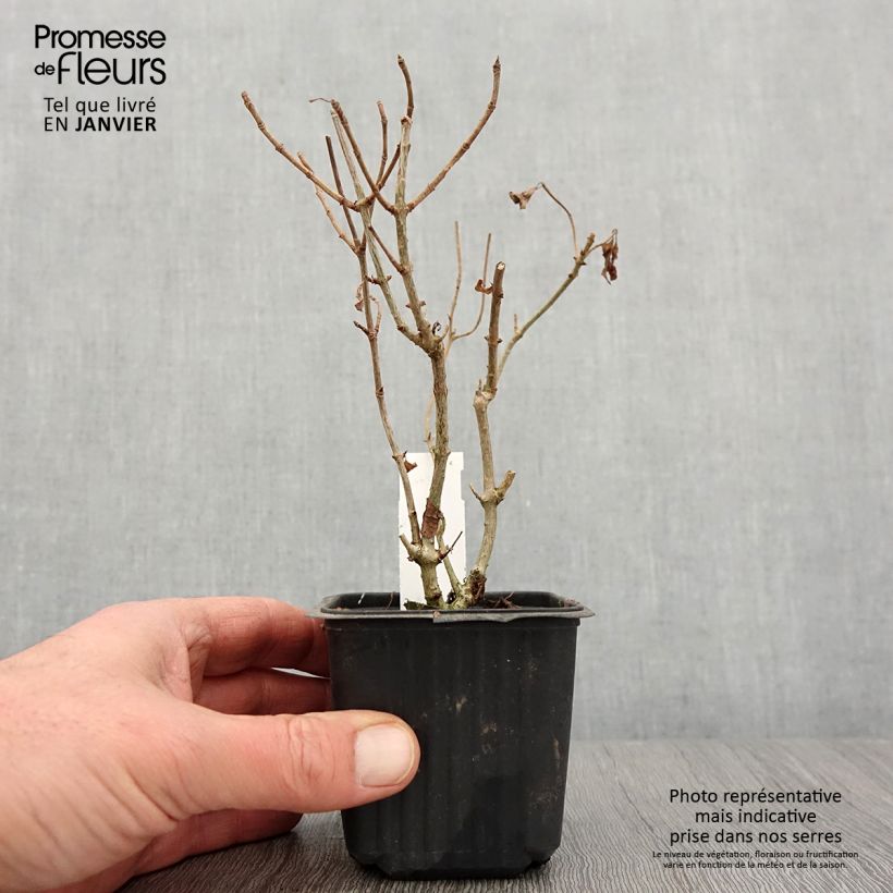 Exemplar von Rispenhortensie Sunlight - Hydrangea paniculata Kleine Töpfe von 8/9 cm wie im Winter geliefert