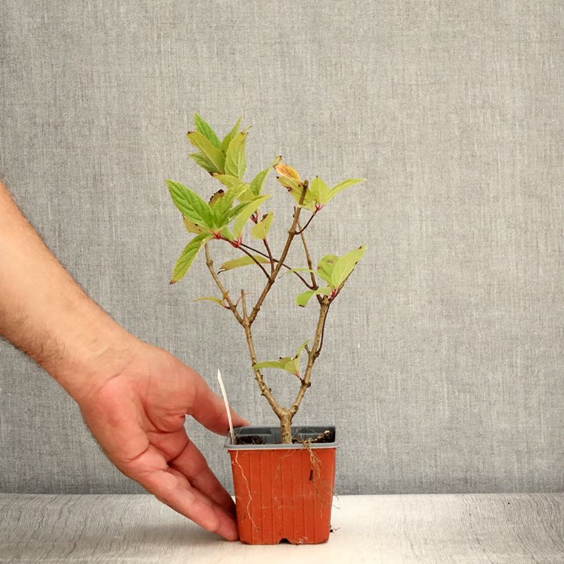 Example of Rispenhortensie Tickled Pink - Hydrangea paniculata Kleine Töpfe von 8/9 cm as you get in ete