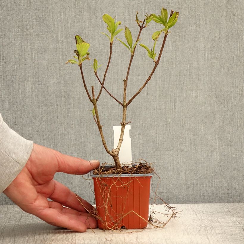 Exemplar von Rispenhortensie Tickled Pink - Hydrangea paniculata Kleine Töpfe von 8/9 cm wie im Frühjahr geliefert