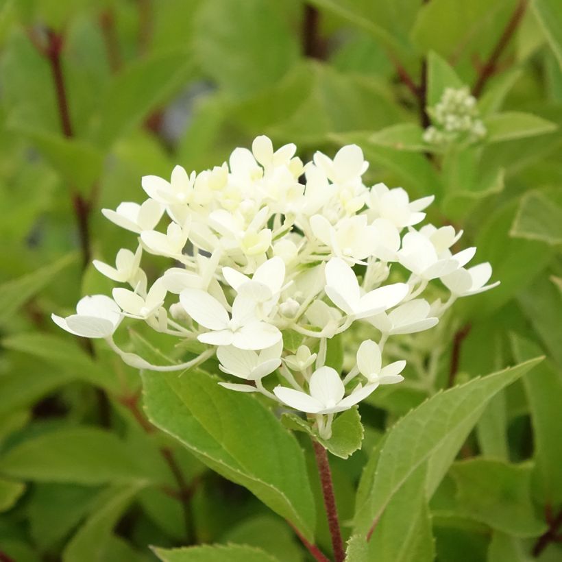 Rispenhortensie Unique - Hydrangea paniculata (Flowering)