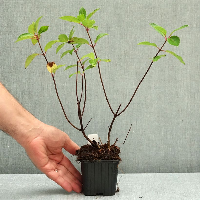Exemplar von Rispenhortensie Unique - Hydrangea paniculata Kleine Töpfe von 8/9 cm wie im Herbst geliefert
