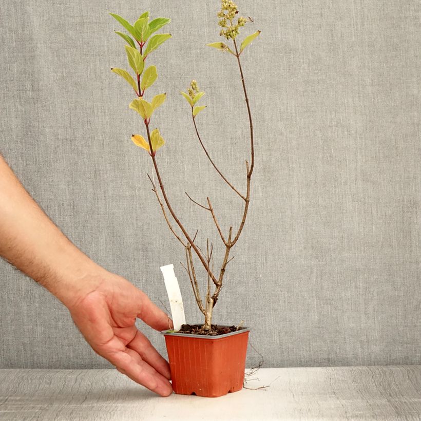 Example of Rispenhortensie Unique - Hydrangea paniculata Kleine Töpfe von 8/9 cm as you get in ete