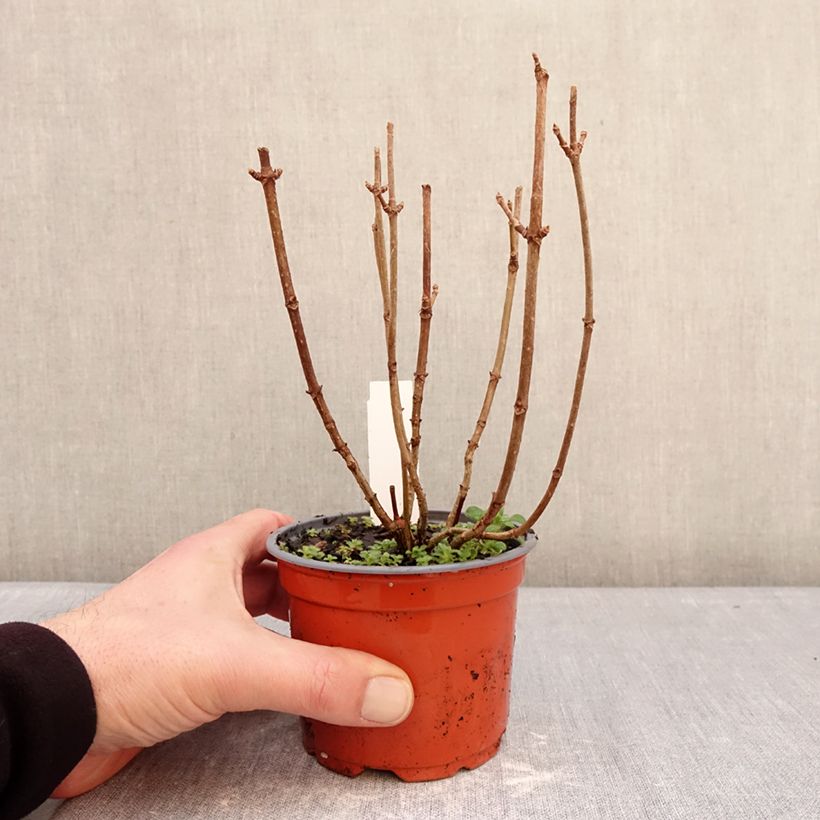 Exemplar von Rispenhortensie White Light - Hydrangea paniculata Topf 12 cm / 13 cm wie im Winter geliefert