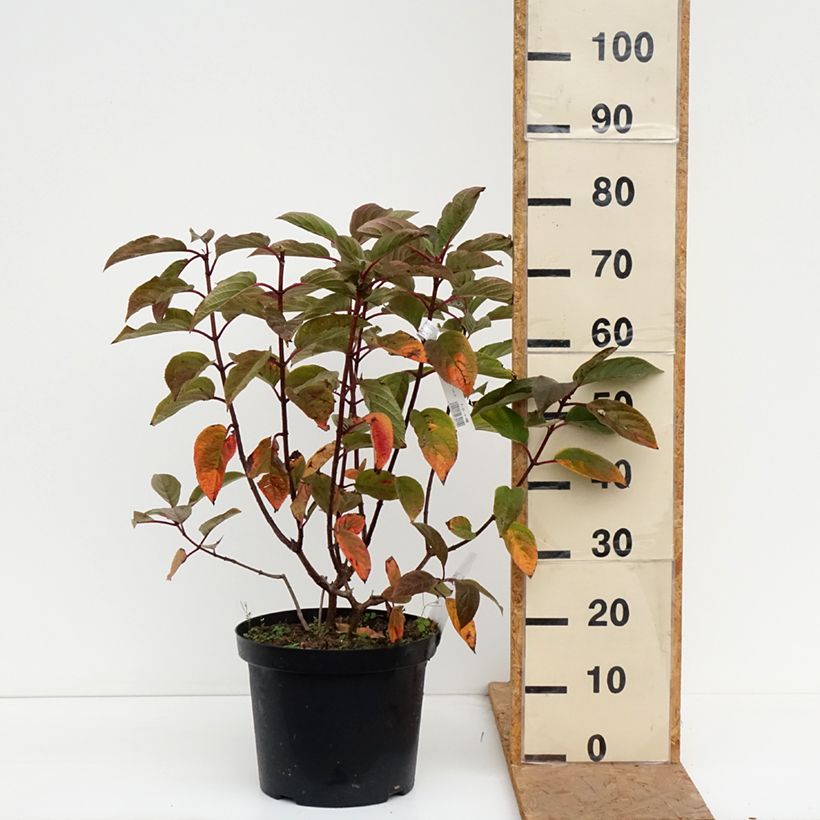 Exemplar von Rispenhortensie Wim's red - Hydrangea paniculata Topf mit 7,5L/10L wie im Herbst geliefert