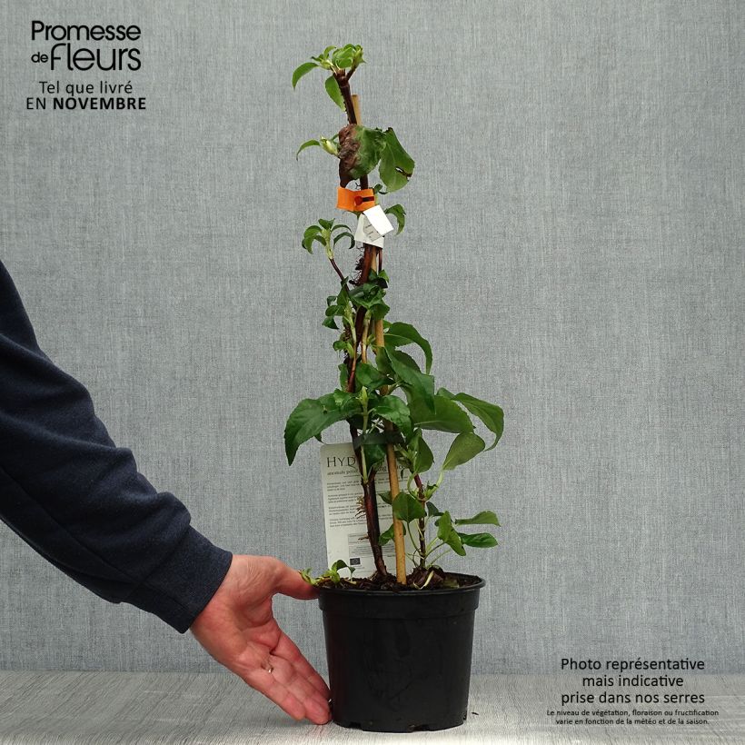 Example of Hydrangea anomala sp petiolaris Flying Saucer - Kletter-Hortensie Topf mit 2L/3L as you get in automne