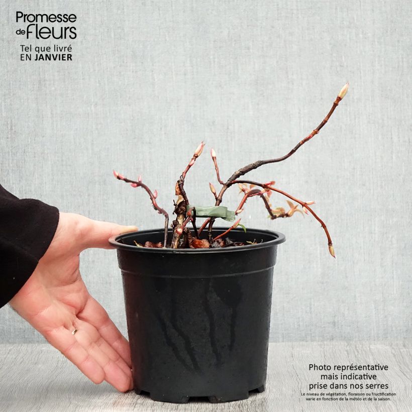 Exemplar von Hydrangea anomala sp petiolaris Flying Saucer - Kletter-Hortensie Topf mit 2L/3L wie im Winter geliefert