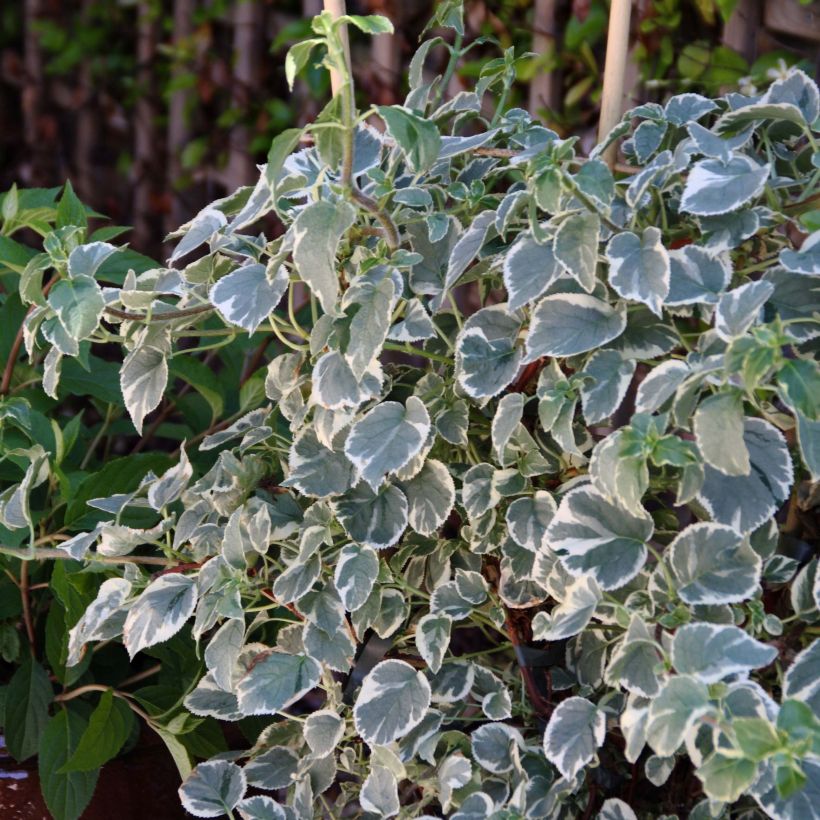 Hydrangea anomala petiolaris Silver Lining - Kletter-Hortensie (Plant habit)