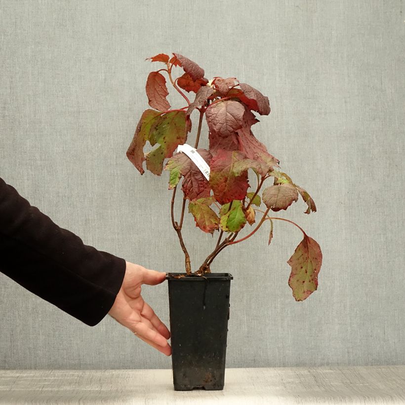 Example of Eichenblatt-Hortensie Amethyst - Hydrangea quercifolia Topf mit 1,5L/2L as you get in automne