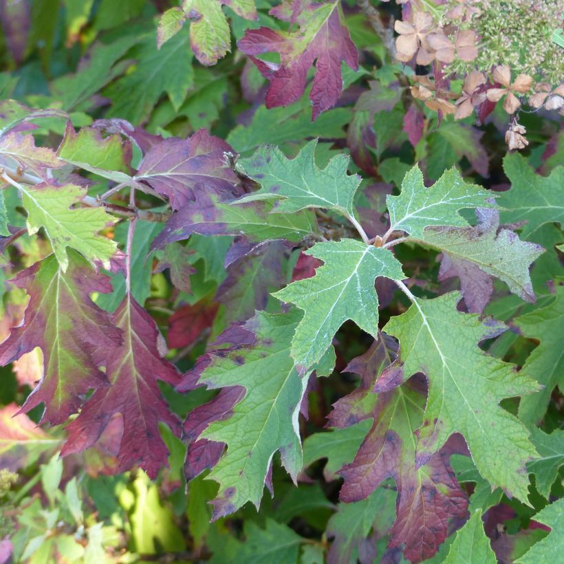 Eichenblatt-Hortensie Ice Crystal - Hydrangea quercifolia (Plant habit)