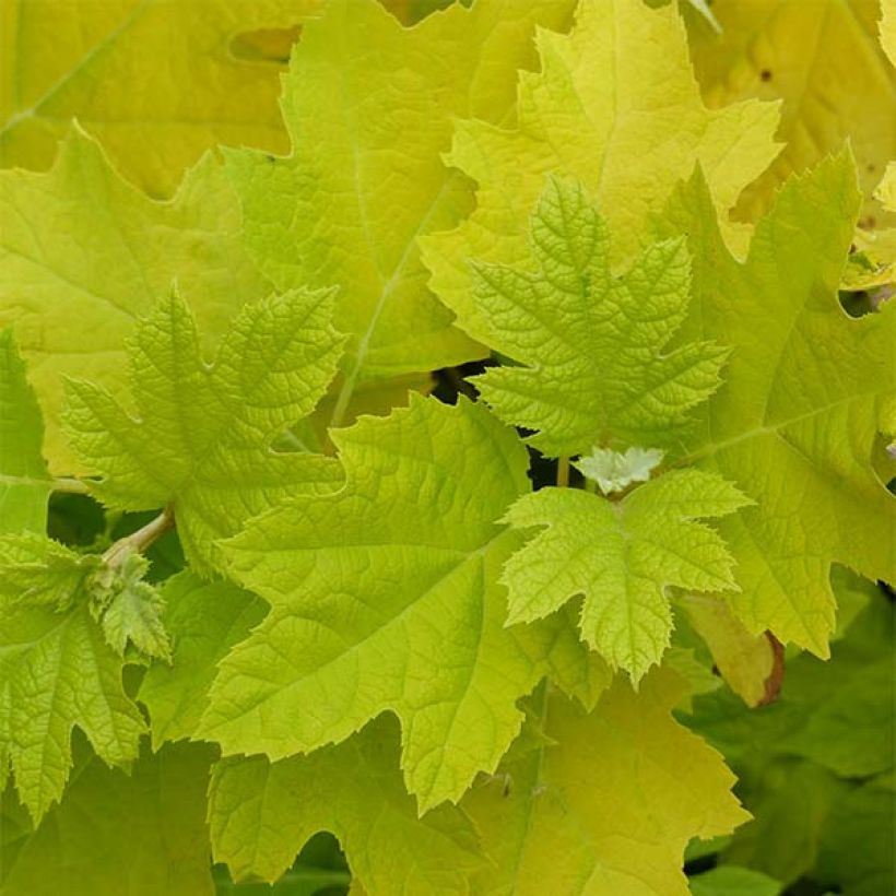 Eichenblatt-Hortensie Little Honey - Hydrangea quercifolia (Foliage)