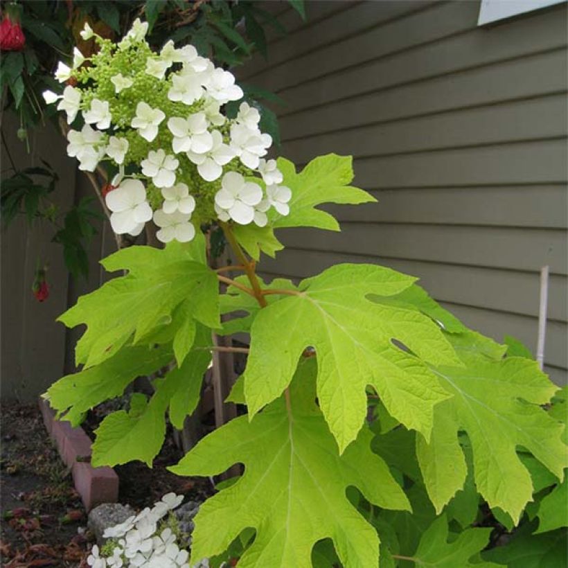Eichenblatt-Hortensie Little Honey - Hydrangea quercifolia (Flowering)
