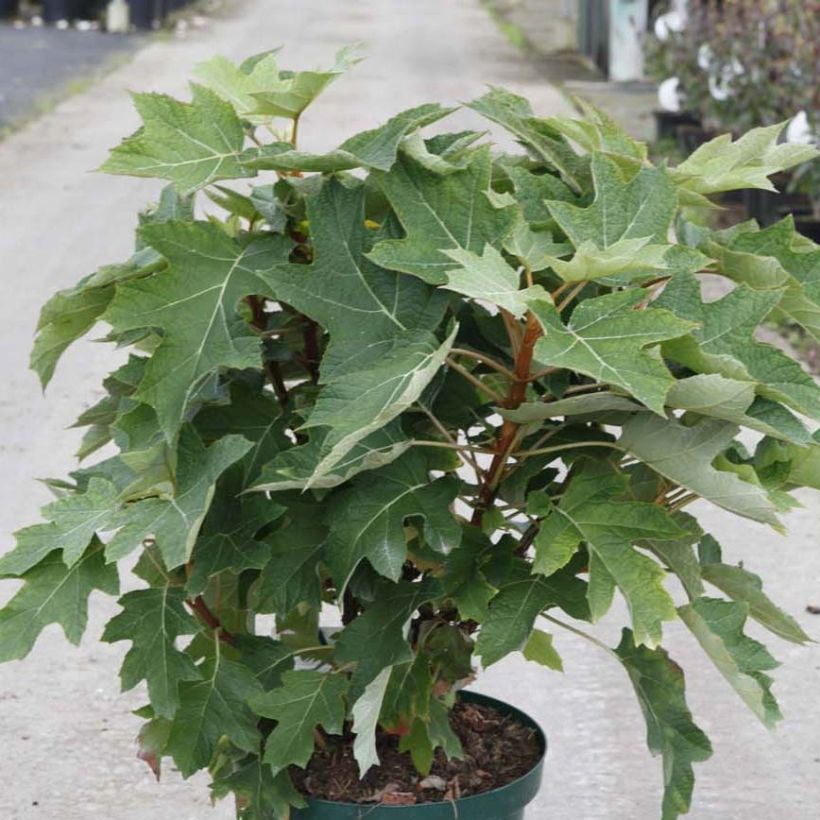 Eichenblatt-Hortensie Munchkin - Hydrangea quercifolia (Plant habit)