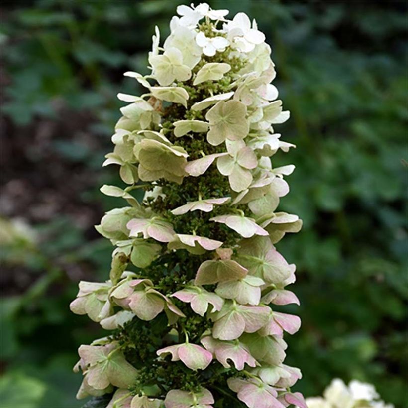Eichenblatt-Hortensie Munchkin - Hydrangea quercifolia (Flowering)