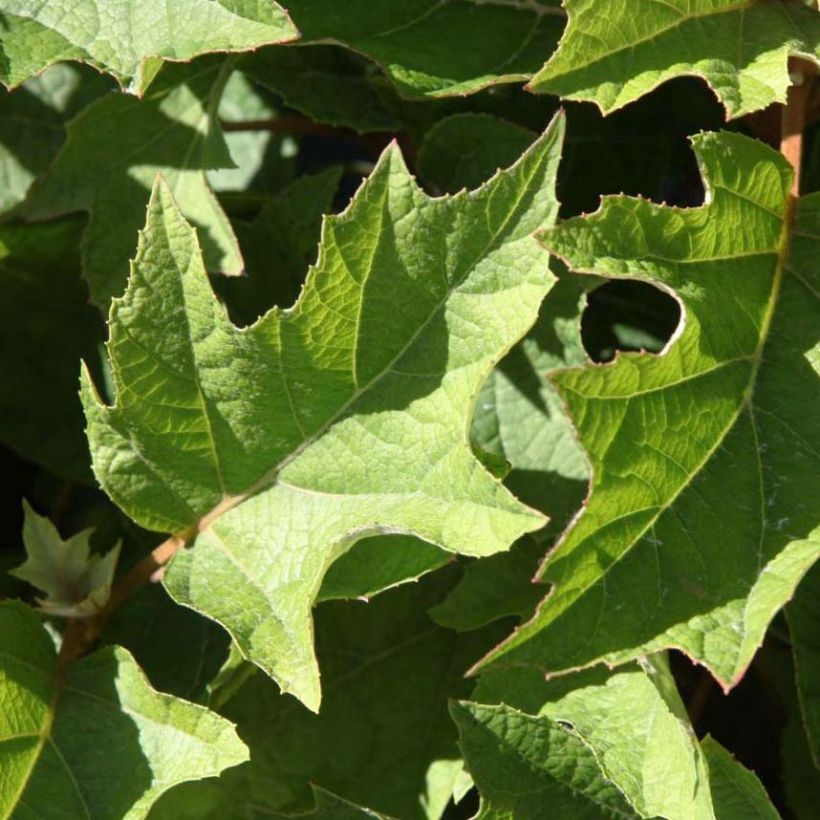 Eichenblatt-Hortensie Munchkin - Hydrangea quercifolia (Foliage)