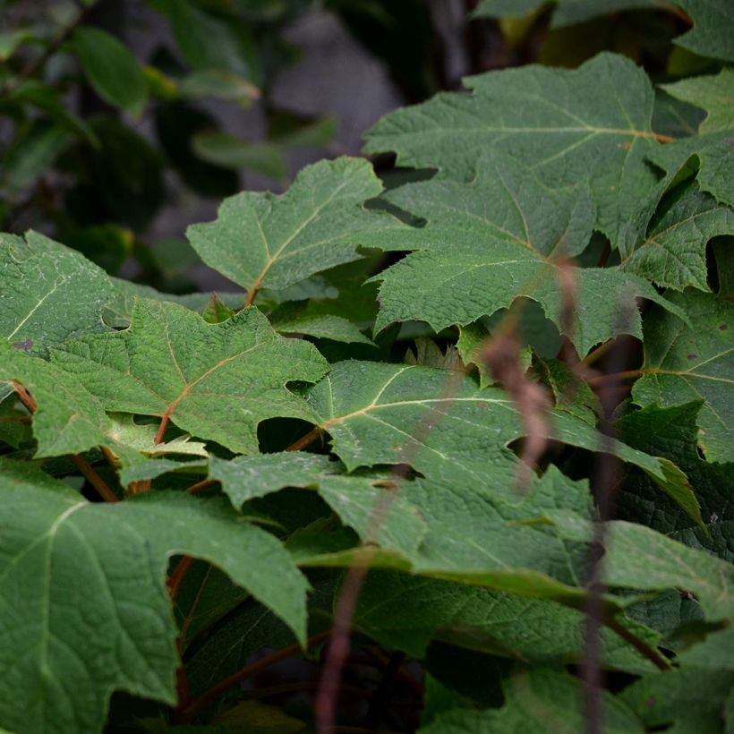 Eichenblatt-Hortensie Ruby Slippers - Hydrangea quercifolia (Foliage)