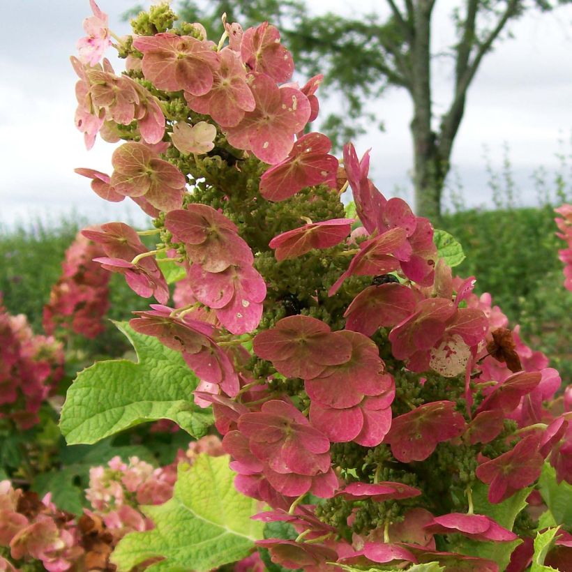Eichenblatt-Hortensie Ruby Slippers - Hydrangea quercifolia (Flowering)