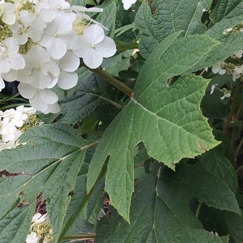 Eichenblatt-Hortensie Snow Queen - Hydrangea quercifolia (Foliage)