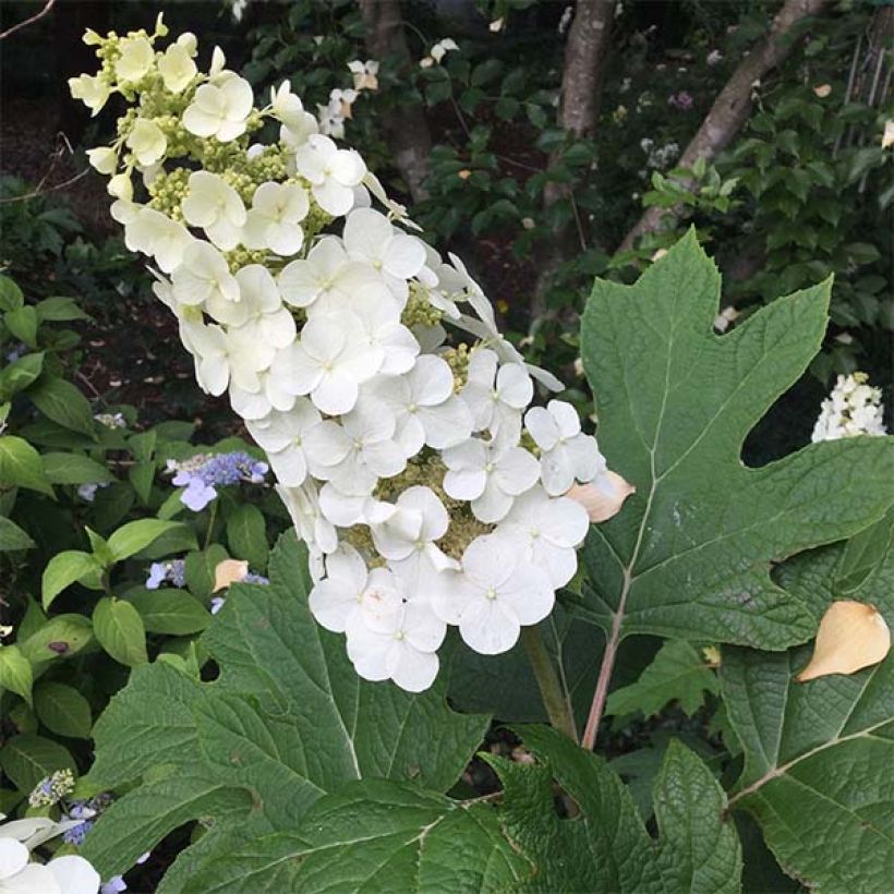Eichenblatt-Hortensie Snow Queen - Hydrangea quercifolia (Flowering)