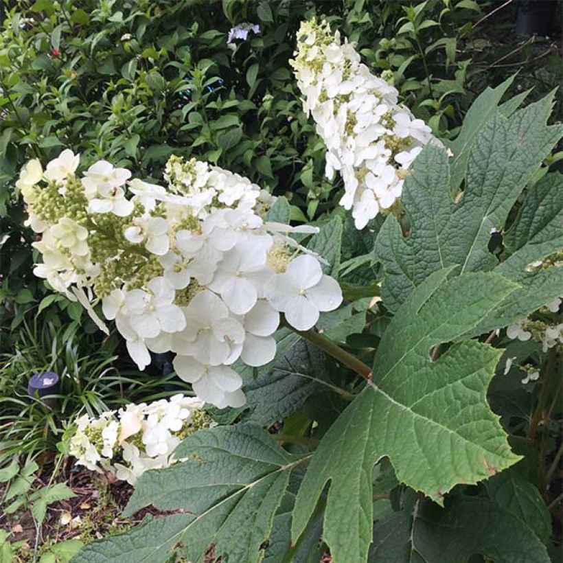 Eichenblatt-Hortensie Snow Queen - Hydrangea quercifolia (Plant habit)