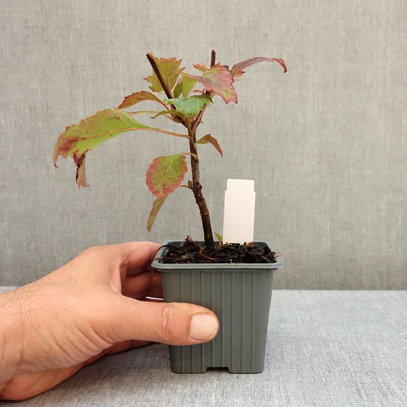 Exemplar von Eichenblatt-Hortensie Snow Queen - Hydrangea quercifolia Kleine Töpfe von 8/9 cm wie im Herbst geliefert