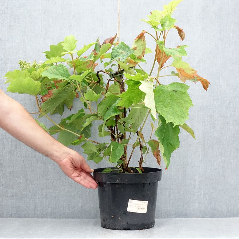 Exemplar von Eichenblatt-Hortensie Snow Queen - Hydrangea quercifolia Topf mit 4L/5L wie im Sommer geliefert