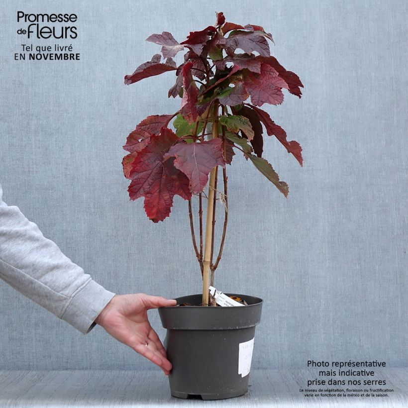 Example of Eichenblatt-Hortensie Snowcicle - Hydrangea quercifolia Topf mit 4L/5L as you get in automne